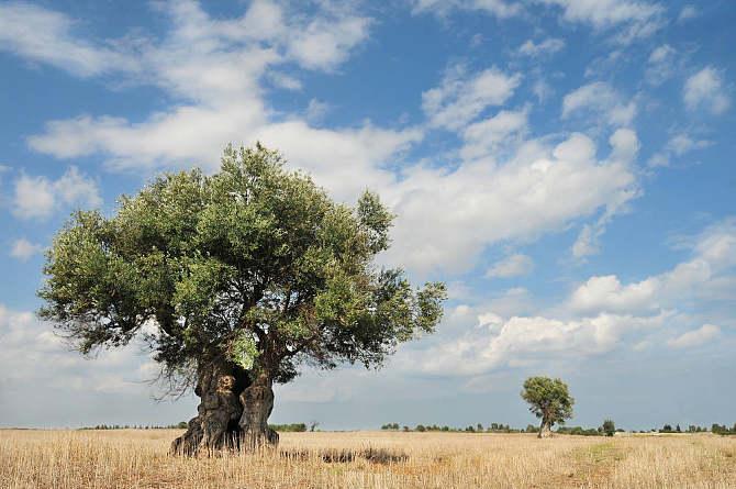 土壤橄榄树是一种名贵的树种那么橄榄树的种植方法和注意事项有哪些呢