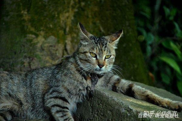 虎斑猫和狸花猫有哪些区别养哪个好