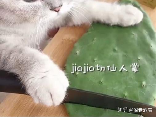 都样样拿手,如果看其他的猫咪都是笑到流眼泪,那么你看看料理猫王,那