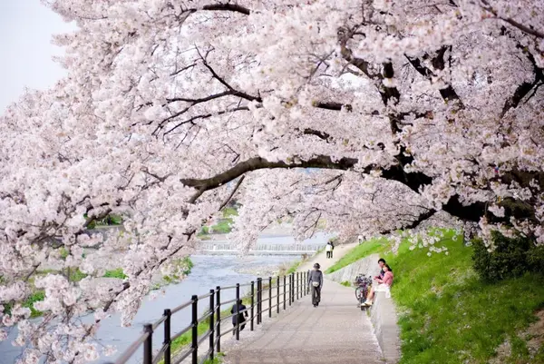 徜徉在遍地盛开的樱花树间,光是想想都觉得幸福感满满.