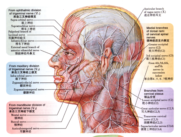 面神经颈支:位于 颈阔肌深面,支配该肌 ③.superficial vein 1).