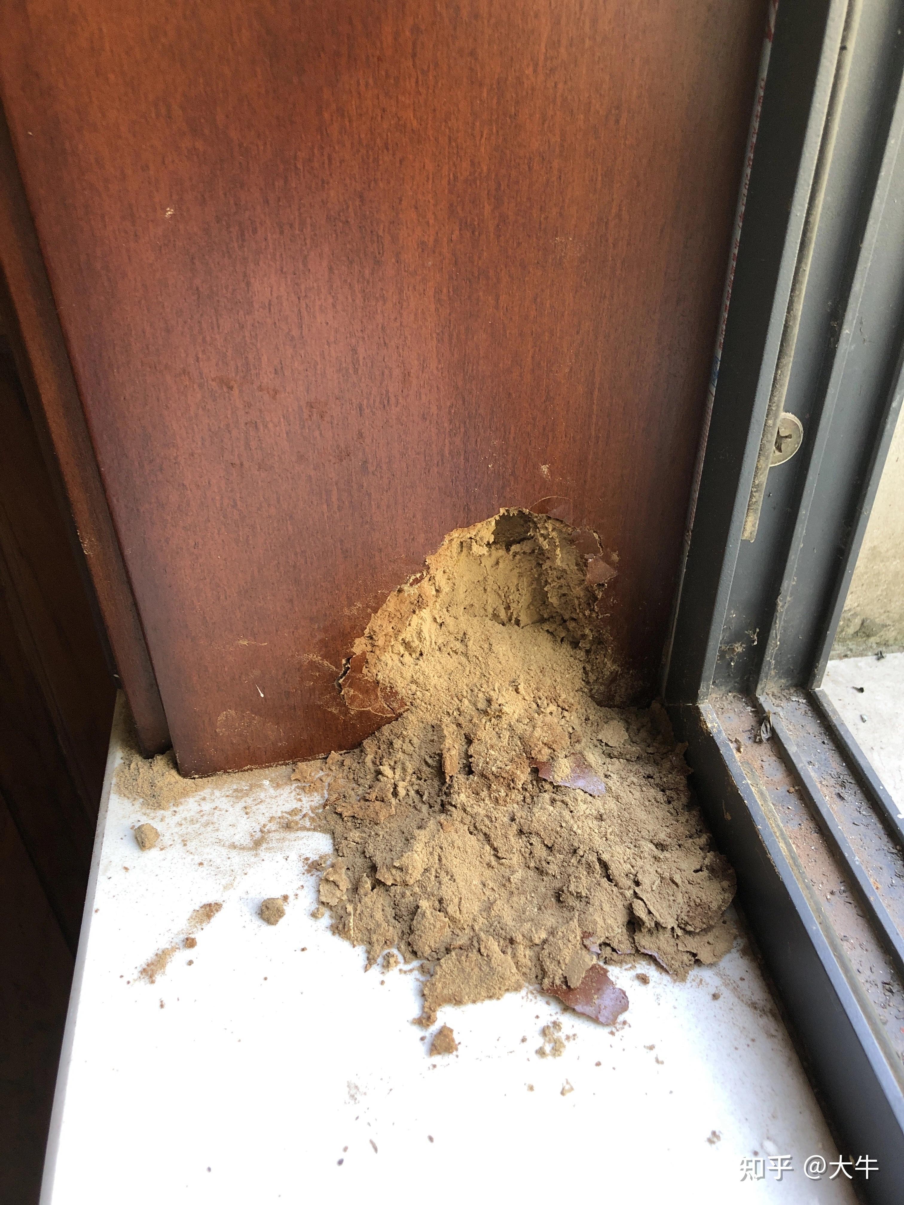 家里的木窗边变成了木屑灰灰求求看看是什么情况是不是有白蚁在吃木料