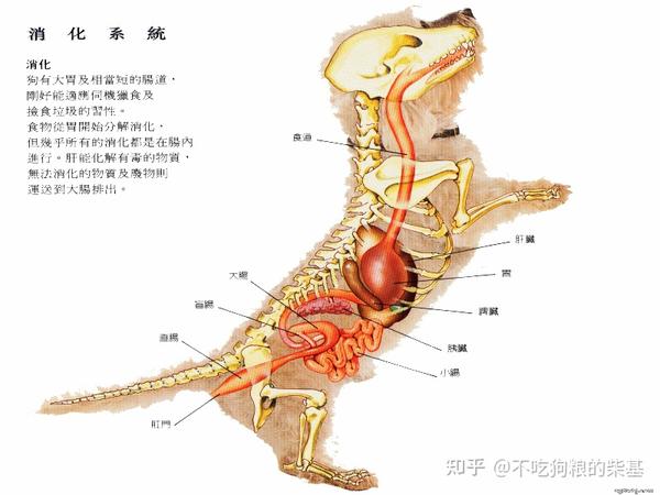 爱宠小百科狗的解剖图