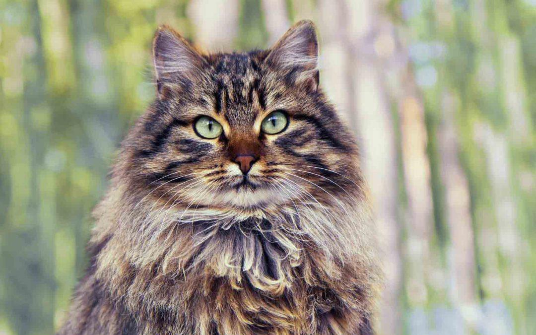 西伯利亚森林猫:特点 历史 怎么养 优缺点 健康问题介绍