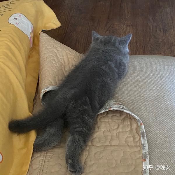 蓝猫身上出线虎斑花纹