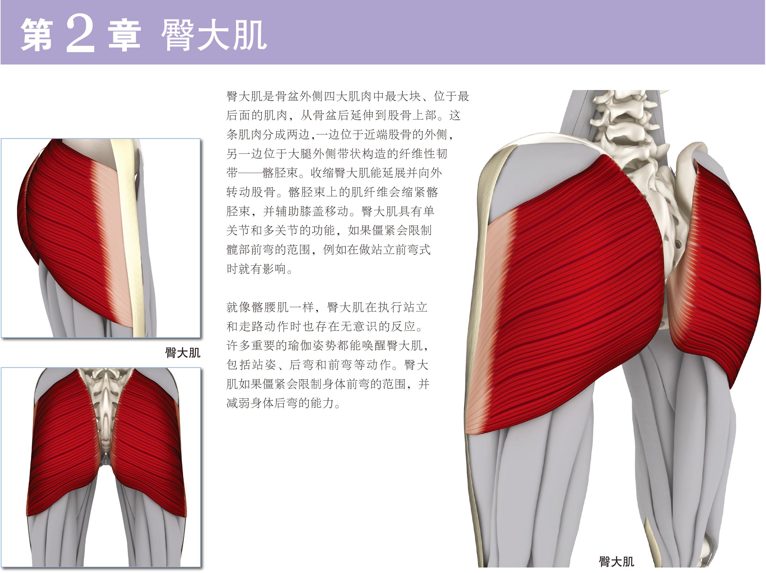 目标肌群:臀大肌