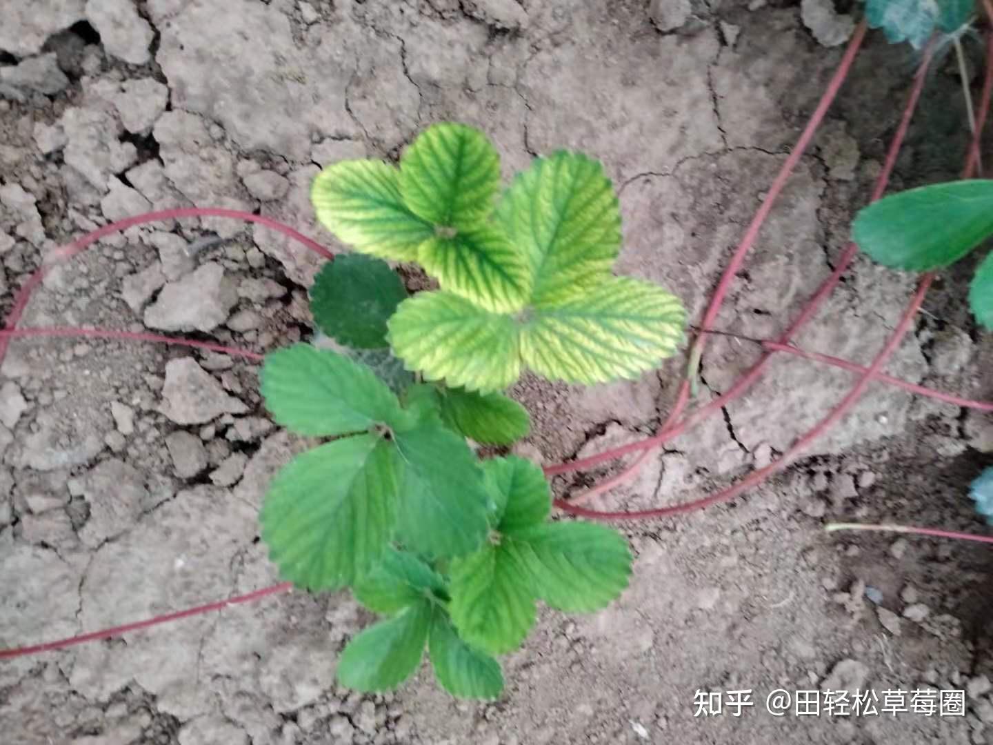 草莓蛇眼草莓褐斑病分不清,上草莓圈轻松解决! - 知乎