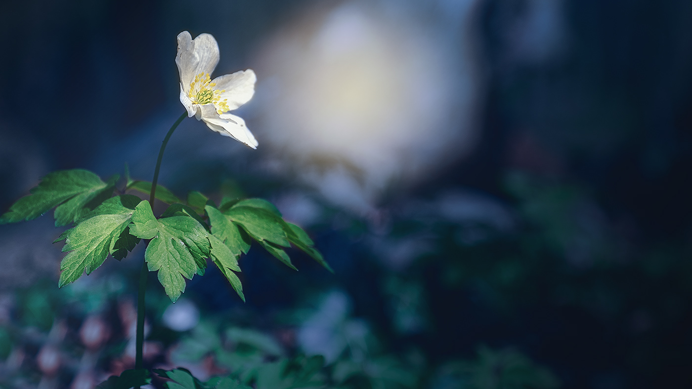 山间小花植物摄影作品欣赏