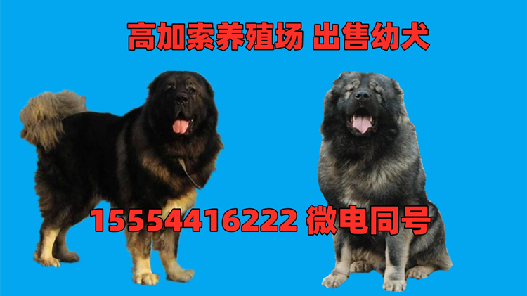 高加索犬价格,一只纯种高加索犬多少钱