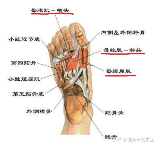起点:内侧楔骨 止点:踇趾近节趾骨底 功能:屈大脚趾 踇收肌:位于深面