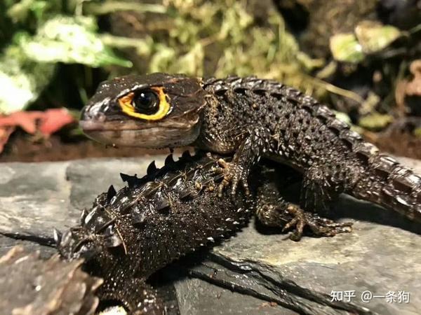 呆着呆着就暴毙的红眼鹰蜥(图片来自网络)