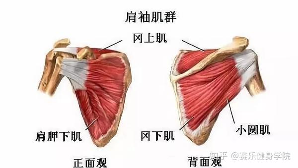 肩关节最主要的四块肌肉,也就是我们常说的肩袖肌群,即冈上肌,冈下肌