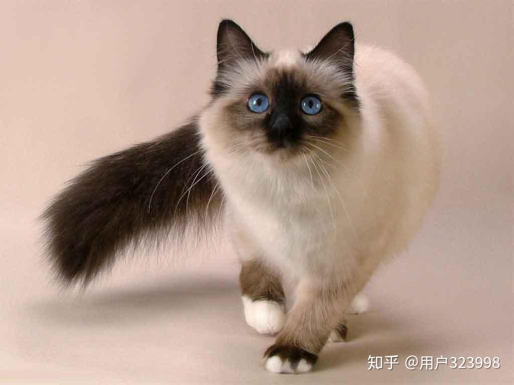 4,巴厘猫和暹罗猫