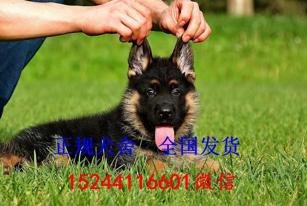 纯种赛级德国牧羊犬价格