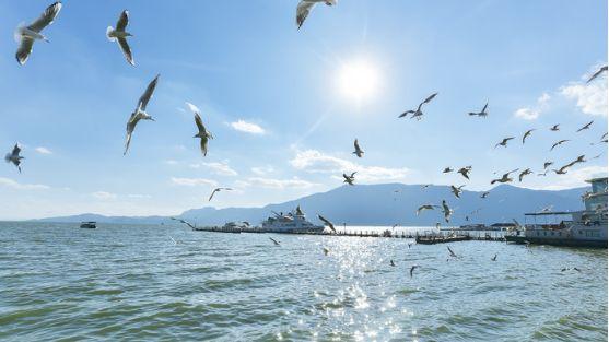 旅游月刊昆明海埂公园海鸥奇遇记