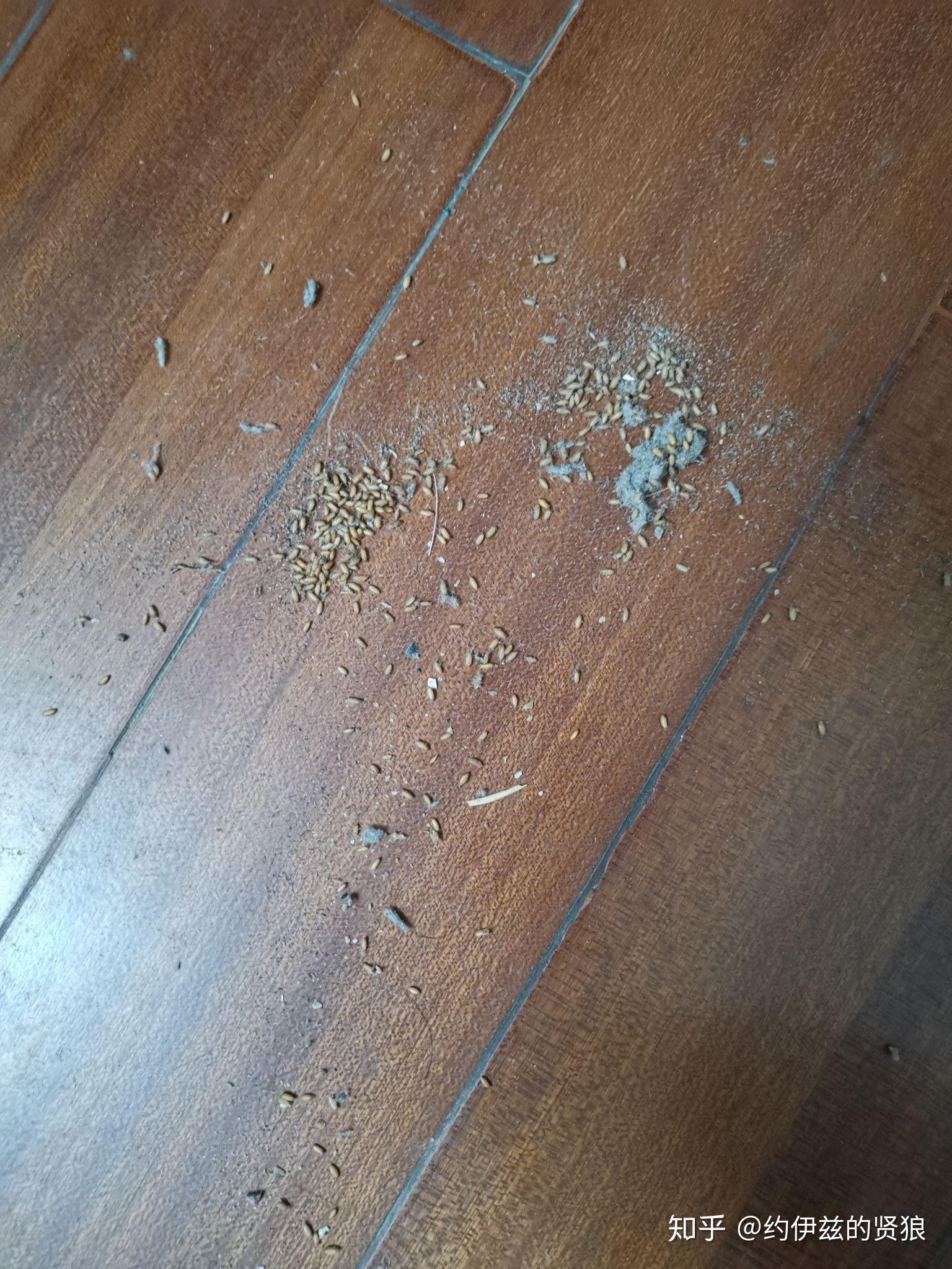 家里出现很多淡黄色米粒大小虫卵请问大佬这是什么虫子