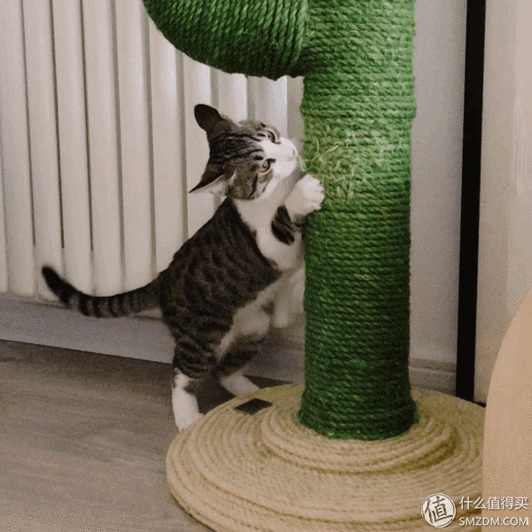 你为你家猫主子都购置过什么用品和玩具都有用么