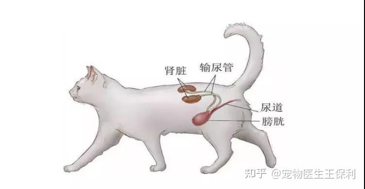 猫咪膀胱炎的症状表现有哪些如何治疗吃什么药最见效