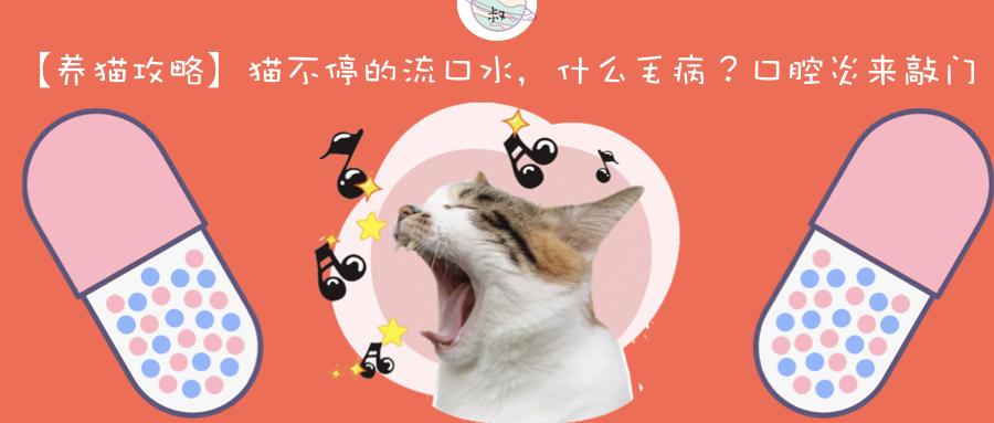 养猫攻略猫不停的流口水什么毛病口腔炎来敲门