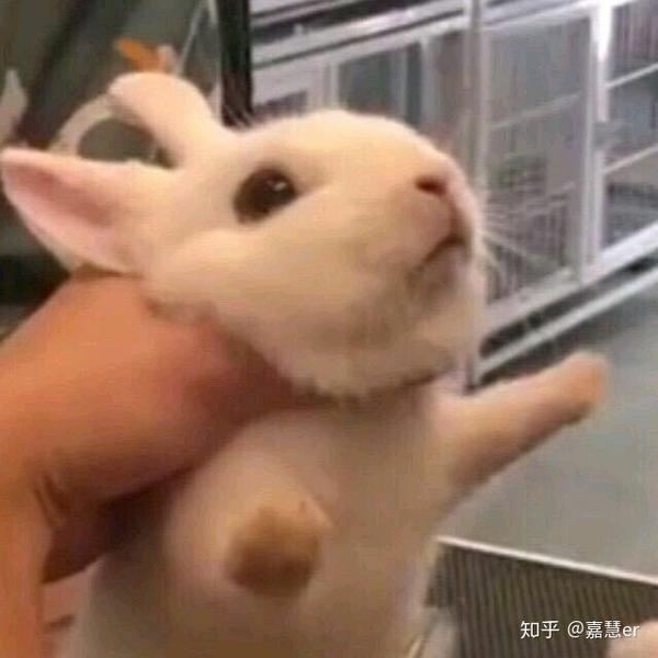 这些魔性表情包的来源是什么.