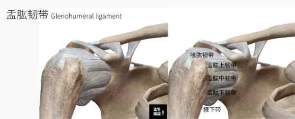 肩关节肌骨解剖学——盂肱关节静态稳定:韧带