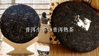 普洱茶质量鉴定方法|硬核科普(六) #普洱茶#普洱生茶#普洱熟茶