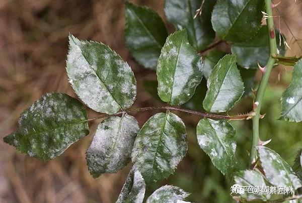 霉层是由真菌的菌丝体,孢子梗和孢子所组成,如牡丹灰霉病,植物黑霉病