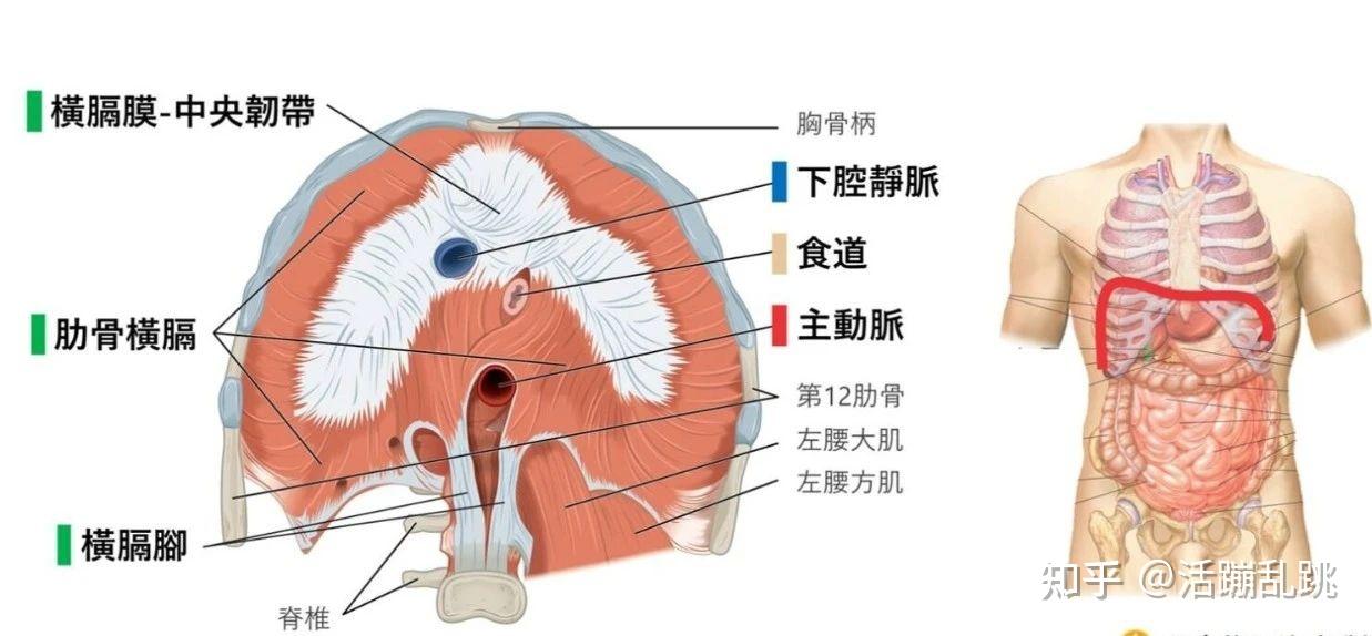 为什么锁骨下面骨头不对称?