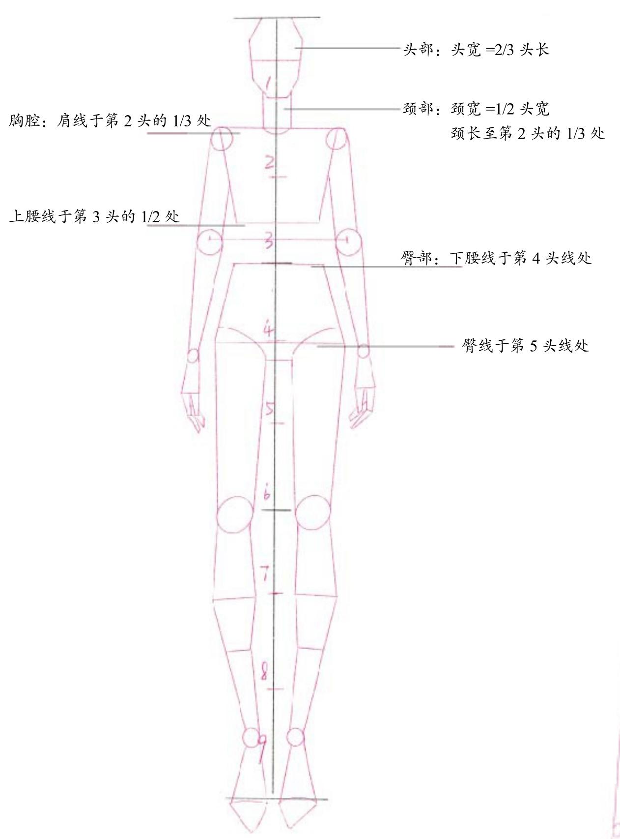 2 时装画人体比例与结构 - 服装设计效果图综合手绘