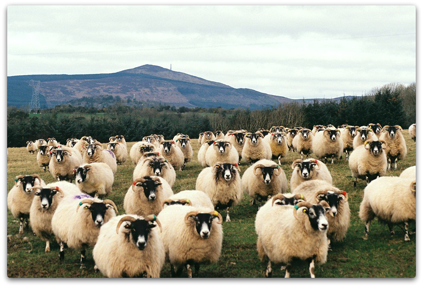 苏格兰黑面羊(scottish blackface sheep),为英国的纺织业做出了极其