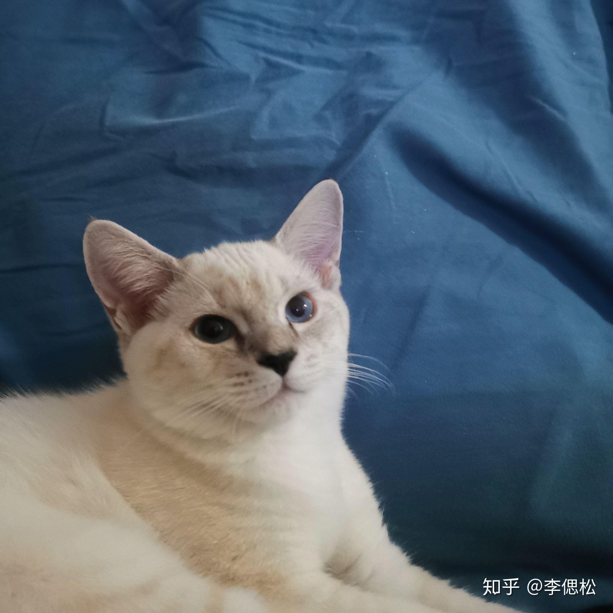 英短和暹罗杂交的猫长什么样