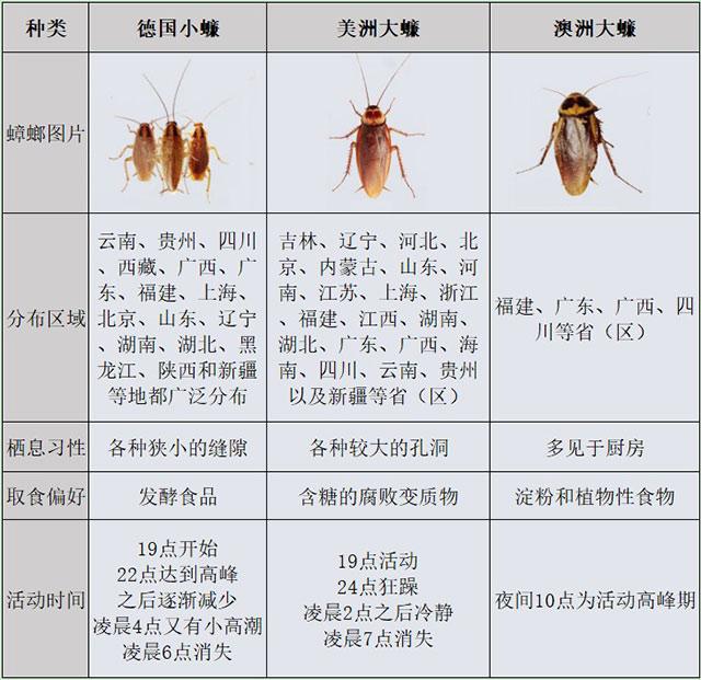 除蟑螂用什么效果好