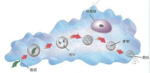 这个过程称为"胞吞".