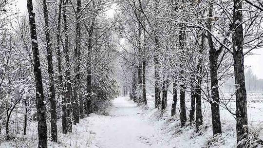 新疆伊犁阿勒泰等地今明天风雨雪交加山区局地有暴雪或大暴雪