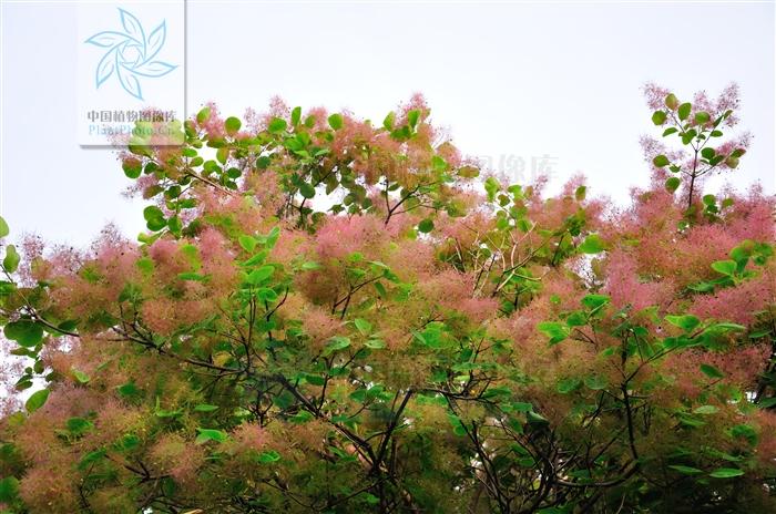 认识植物雾中情人黄栌初夏观花金秋赏叶