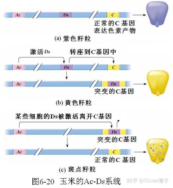 基因里的ctrlcv转座子