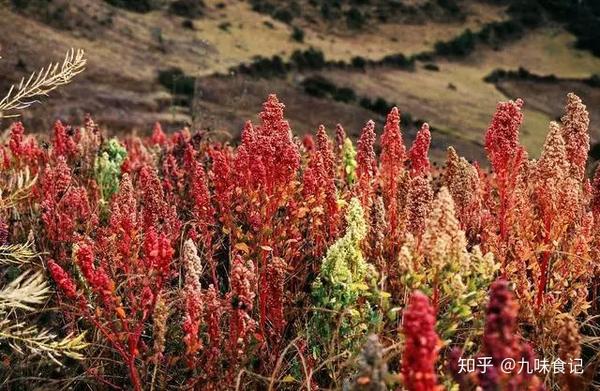 中国西北,西南等地种植,山西,内蒙,甘肃,云南和青海是国内主要的藜麦