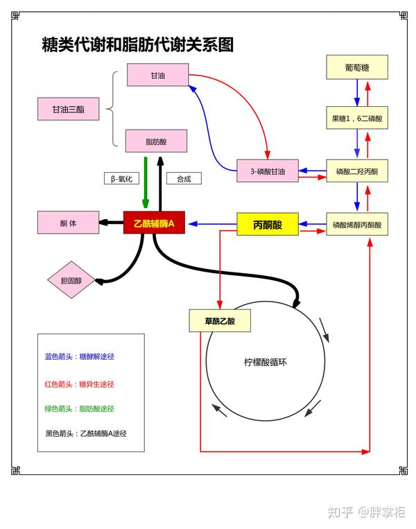 (1)进入柠檬酸循环(后面会讲),然后被彻底氧化为二氧化碳和水,这就是