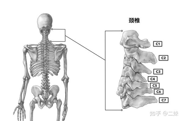 「三十」颈椎 颈椎共分为7节,即c1-c7,是人体脊柱的重要组成部分之一.