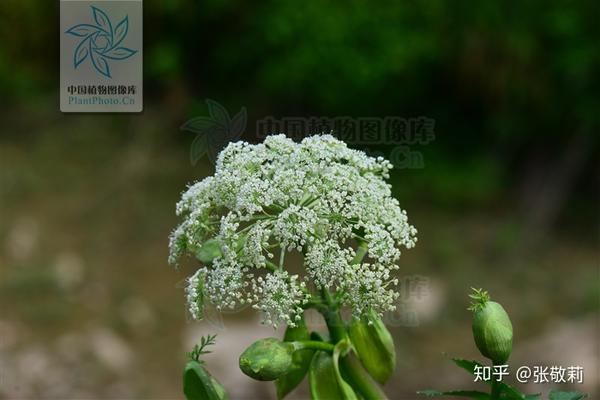 【节气物种日历】立春 · 白芷