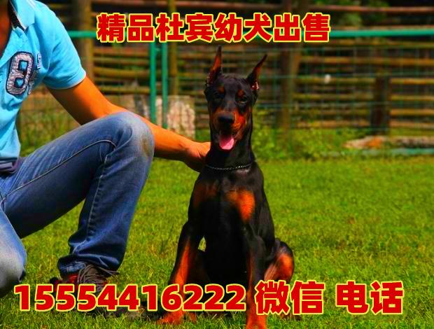 精品杜宾犬价格,德系杜宾犬价格