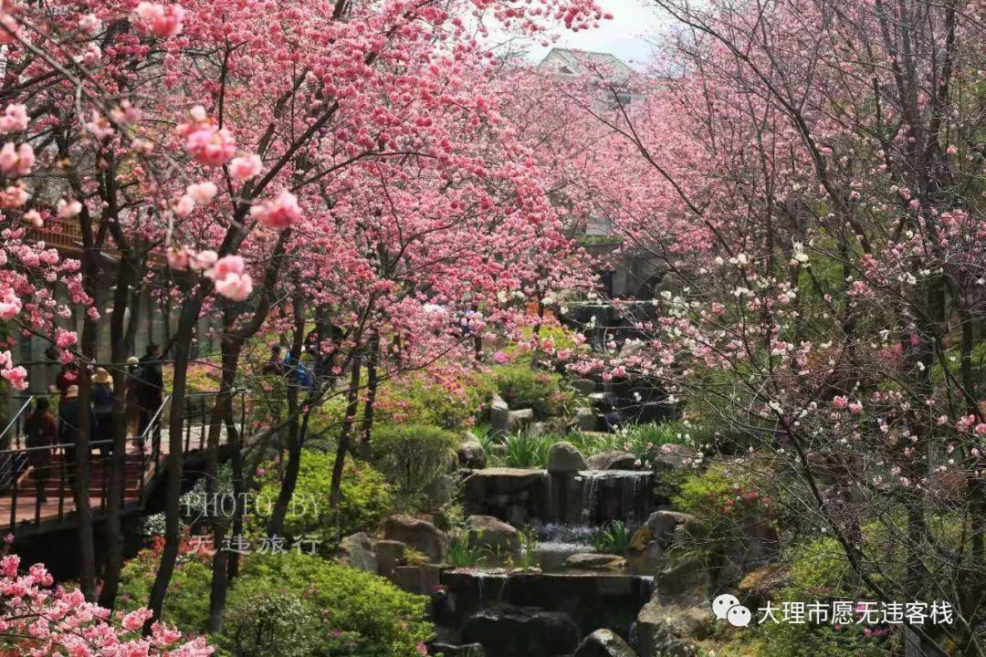 大理哪里看樱花山水间樱花谷一个不错的地方附樱花美图