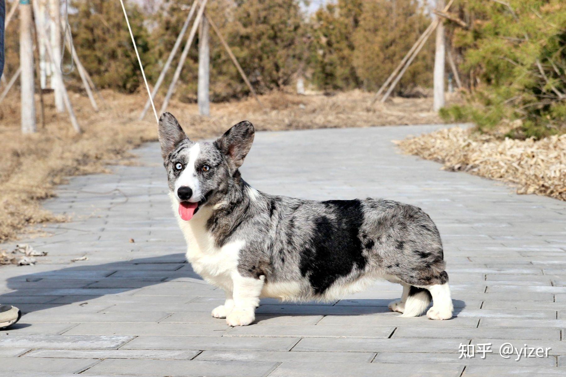 种犬展示-卡迪根威尔士柯基,陨石色公犬,呼名九尾,18月龄,平时可彪悍