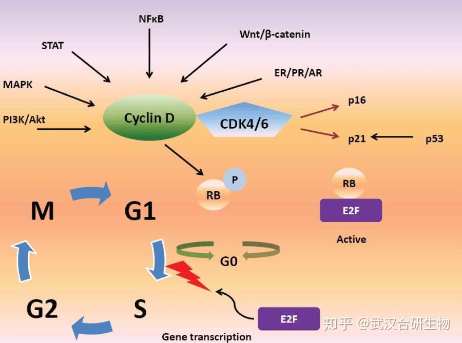 热门靶点 细胞周期依赖性激酶CDKs介绍 知乎