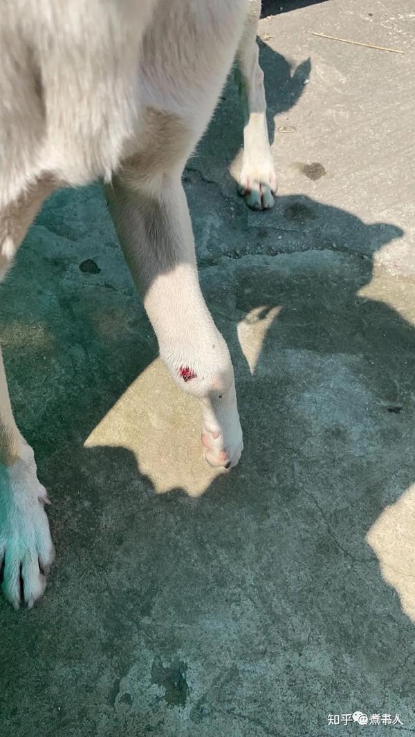半末文学(巧克力狗的腿断了)