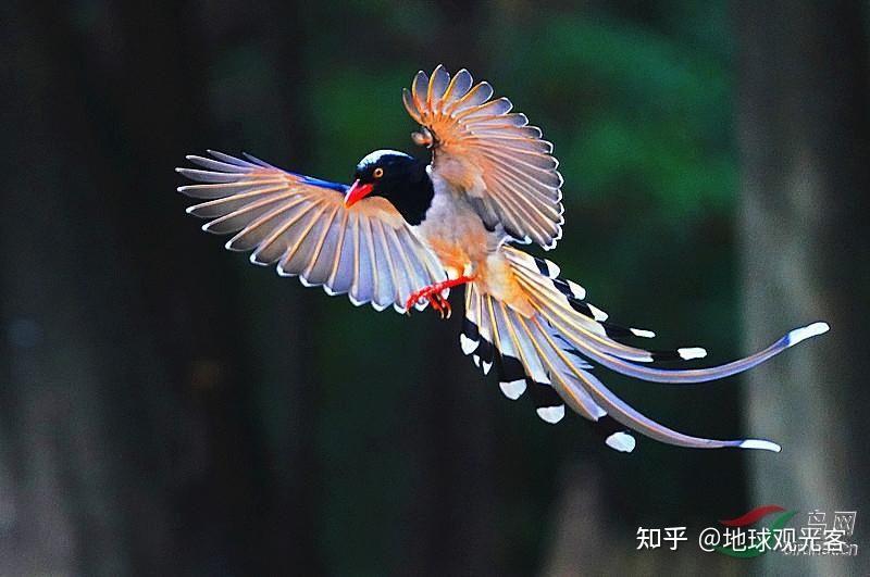 尾呈扇形的鸟是什么鸟