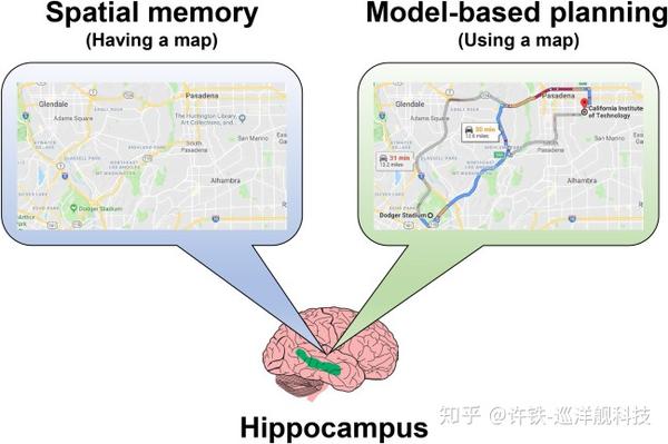 海马的认知地图功能