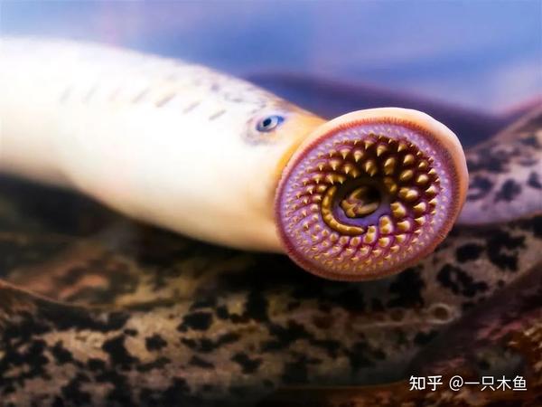 七鳃鳗 又名八目鳗,七星子,小脆骨,一种古老动物,圆筒形的嘴是漏斗式