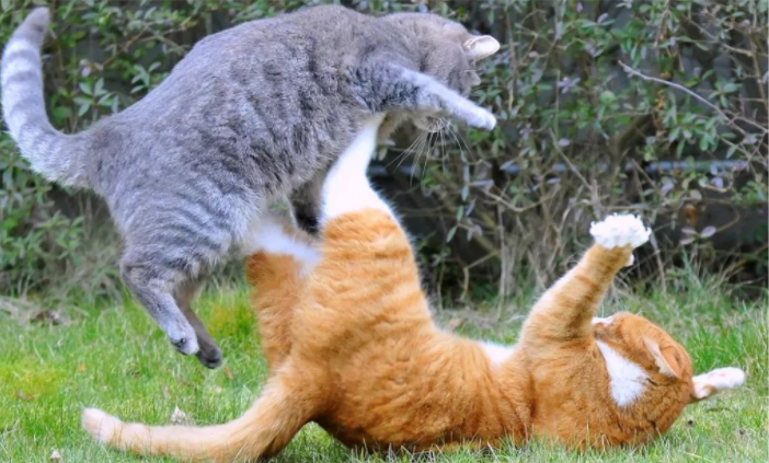 如何优雅的劝服两只打架的猫停战
