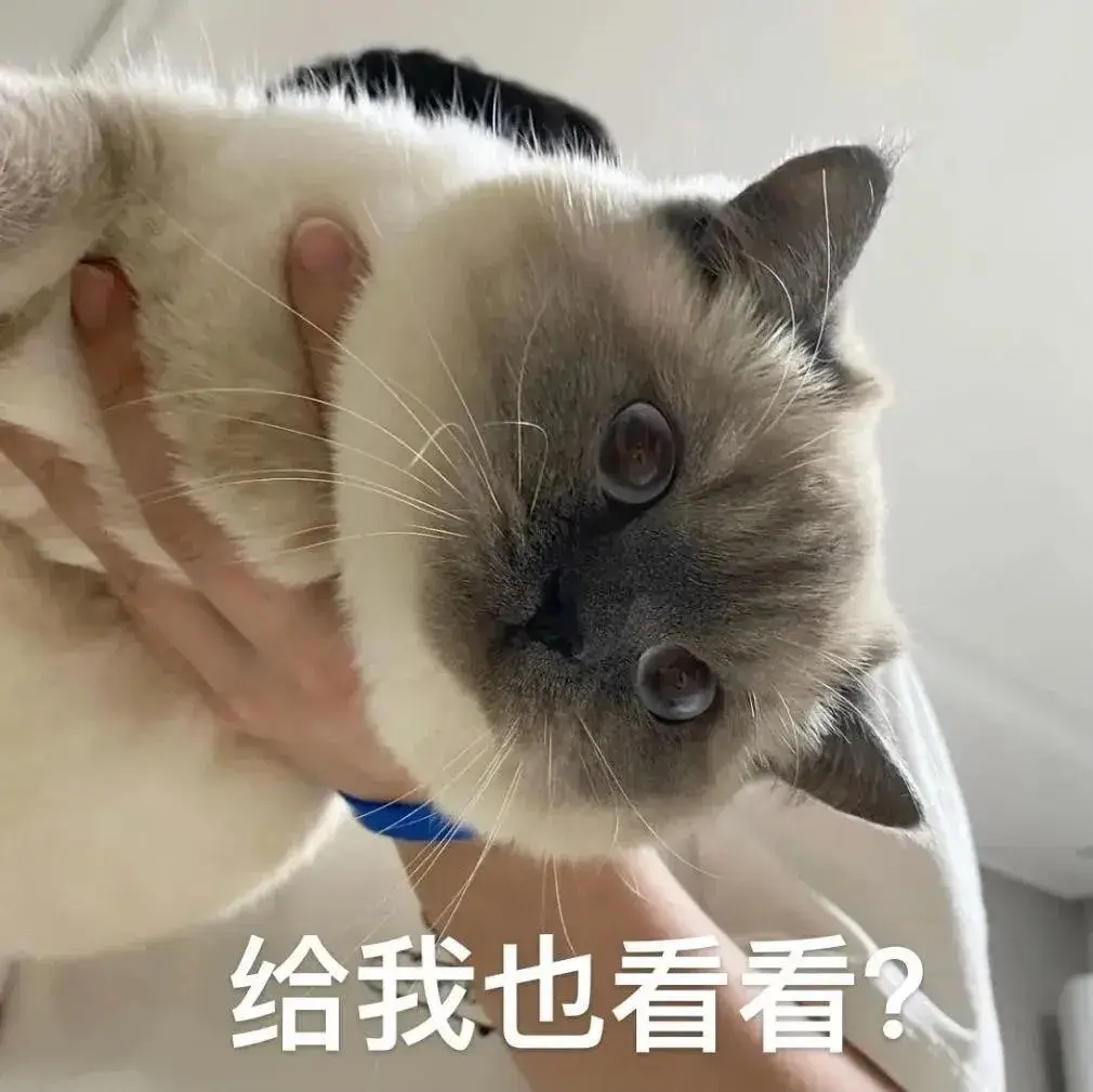 138张特别可爱猫猫的动态图或表情包